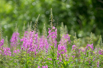 Beautiful pink flowers willowherb or fireweed on a beautiful background in summertime