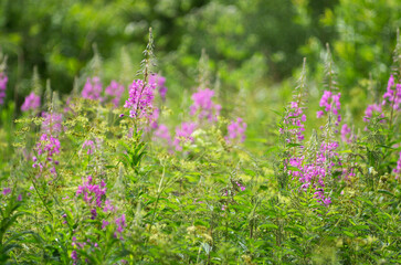 Summer meadow with flowering willowherb or fireweed with selective focus and blurred background