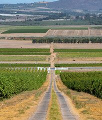 Weinanbaugebiet in der Weinregion und Stadt Stellenbosch