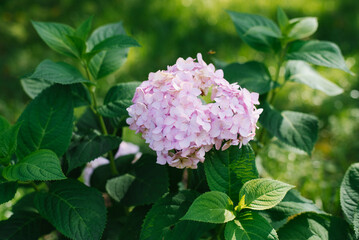 Hydrangea large-leaved Bailmer flowers in summer in the garden