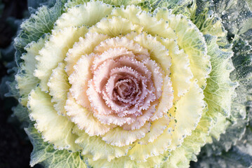 Ornamental decorative cabbage covered with a morning frost