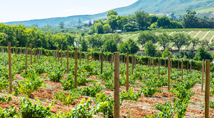 Wine Growing Area with Grape Vines near Stellenbosch South Africa