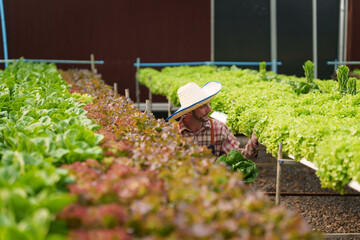 Businessperson or farmer checking hydroponic soilless vegetable in nursery farm. Business and organic hydroponic vegetable concept