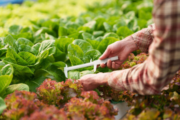 Businessperson or farmer checking hydroponic soilless vegetable in nursery farm. Business and organic hydroponic vegetable concept