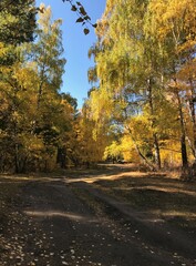 Obraz premium autumn in the forest