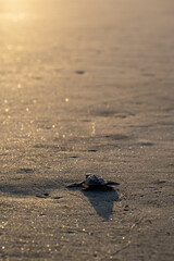 Tortuga golfina en el atardecer