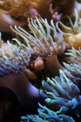 Orange clownfish hiding on an anemone on a tropical underwater close up still - obrazy, fototapety, plakaty