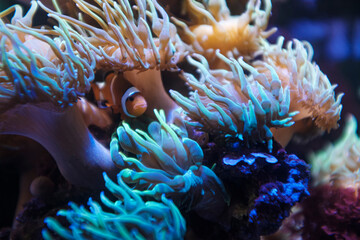 Naklejka na ściany i meble Orange clownfish hiding on an anemone on a tropical underwater close up still