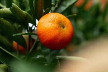 Ripe tangerine on a tree branch surrounded by green leaves