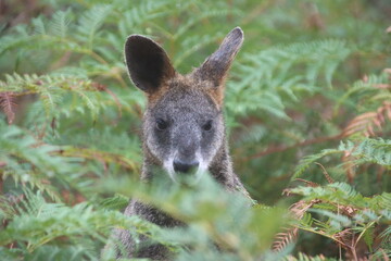 Swamp Wallaby (Wallabia bicolor), aka Black Wallaby, Cranbourne Botanic Gardens, Melbourne, Victoria, Australia.