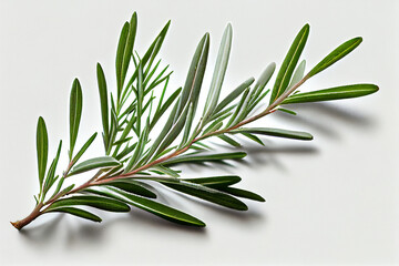 Fototapeta premium Fresh Rosemary aromatic herb. Close up view. White background. Generative Ai