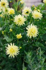 Yellow beautiful dahlia flowers in summer and autumn in the garden