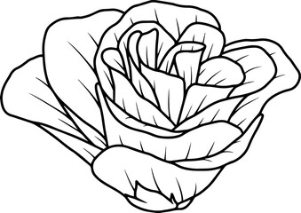 Hand drawing flower line art
