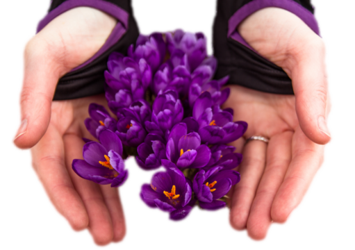 Female hands sheltering crocus flowers with hands isolated PNG photo with transparent background. High quality cut out object. Realistic image overlay for website design, layout, social media