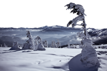Snow capped coniferous trees after blizzard isolated PNG photo with transparent background. High quality cut out scene element. Realistic image overlay for website design, layout, social media