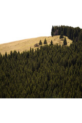 High yellow hill overgrown with pine trees isolated PNG photo with transparent background. High quality cut out scene element. Realistic image overlay for website design, layout, social media