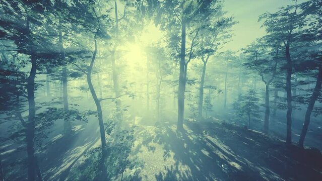 FPV drone flight quickly and maneuverable through an autumn forest at sunset