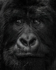 Mountain gorilla (Gorilla beringei beringei) in Virunga National Park, Democratic Republic of...