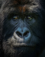 Mountain gorilla (Gorilla beringei beringei) in Virunga National Park, Democratic Republic of...