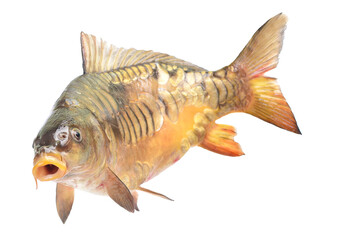 Fish carp isolated on white background