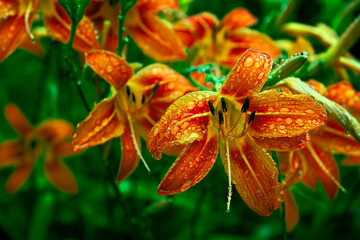 Bright Orange Lilies after the Rain, in shiny drops, shimmering in the sun. The concept of summer freshness and bright colors. Great Summer poster, Floral background with copy space. Advertisement