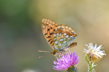Fototapeta na wymiar Dark Green Fritillary butterfly, Argynnis or Speyeria aglaja, in the grass. Butterfly in wild meadow