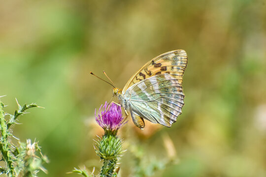 Argynnis paphia, Silver Washed Fritillary butterfly . Fritillary Butterfly with a blurred background © Ivan