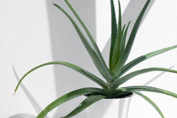 Obraz premium Aloe Vera in a white flower pot in the sun on a light background. The concept of home decor and gardening.