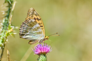 Fototapeta na wymiar Argynnis paphia, Silver Washed Fritillary butterfly . Fritillary Butterfly with a blurred background