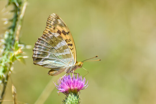 Argynnis paphia, Silver Washed Fritillary butterfly . Fritillary Butterfly with a blurred background © Ivan