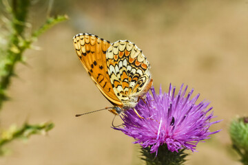 The knapweed fritillary butterfly - Melitaea phoebe. Beautiful fritillary butterfly on meadow