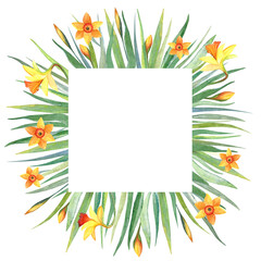 Watercolor square frame with green grass and yellow flowers. Jonquil, daffodil and narcissus. The wreath is perfect for invitations, cards and other projects