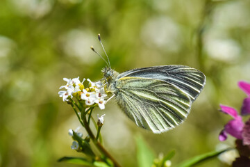 The green-veined white (Pieris napi) butterfly. Beautiful white butterfly on wild flower