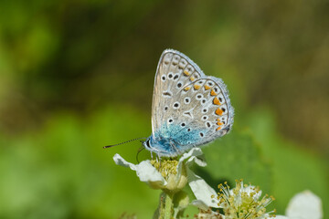 Fototapeta na wymiar Common Blue Butterfly (Polyommatus icarus) Little blue butterfly on wild flower