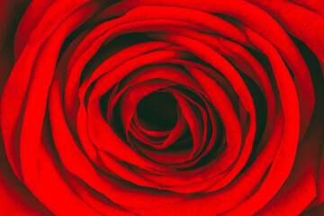 textured background red rose flower close-up, shallow depth of field