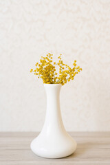 A beautiful yellow mimosa flower blooms in a white porcelain vase in spring