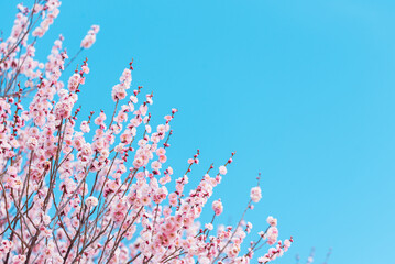 快晴の空とピンク色の梅の花