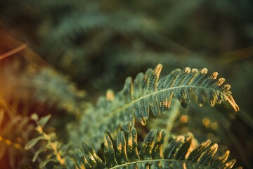 Green fern leaves on a sunny summer day. Green branches of a fern in the forest. Fern plants in the background of the forest. Beautifully textured fern leaves in autumn.