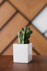 Artificial cactus in a white pot in the decor of the desktop in the office