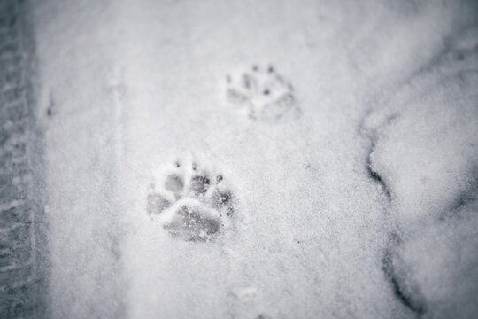 Traces of a dog in the winter in the snow. Close-up of an animal paw print on a snow. Pets adventures in winter.