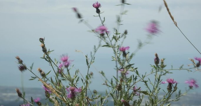 Centaurea flowers. Centaurea montis-borlae Soldano.Cornflower plant of Monte Borla in flower with strong wind on the Apuan Alps in Tuscany. Apuan Alps, Tuscany, Italy. 