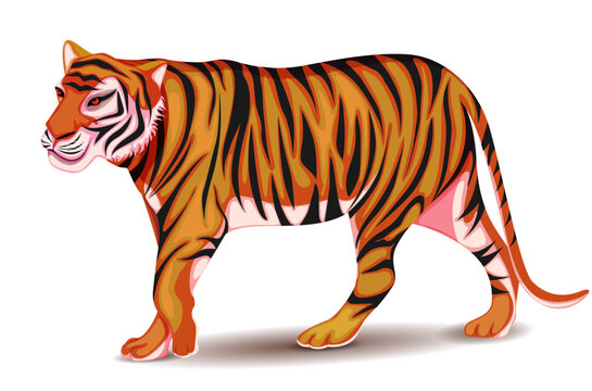 bengal tiger india cat striped
