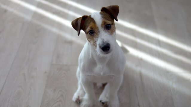 The dog sits on the floor and looks at you intently. The Jack Russell dog turns his head from side to side.