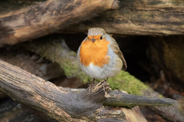 A close up of a plump robin redbreast as it is perched on a woodpile and facing forward