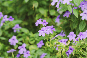 a nature concept, the flower at the garden