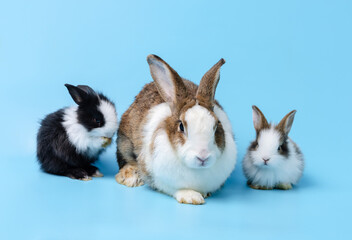 Adorable mother with two baby rabbits isolated on blue background.