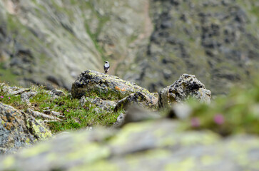 bird on a rock
