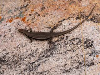 Gravenhorst mabuya, Trachylepis gravenhorstii, basking on a large rock. Andringitra National Park, Madagascar
