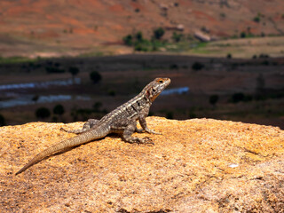 Grandidier's Madagascar swift, Oplurus grandidieri.sitting on a high rock. Andringitra National Park, Madagascar