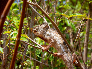 Malagasy giant chameleon, Furcifer oustaleti, sits on a tree and eats locusts. Andringitra National...